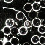 Contaminación Biológica Parásitos
